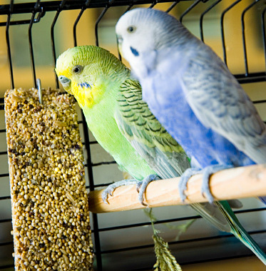 гнездовой домик для волнистых попугаев фото | Дзен