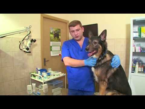 Видео о Компании АВЗ - Как ухаживать за зубами собаки