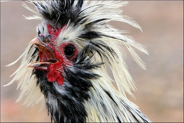 Куриные клещи: чем опасны, виды и как лечить