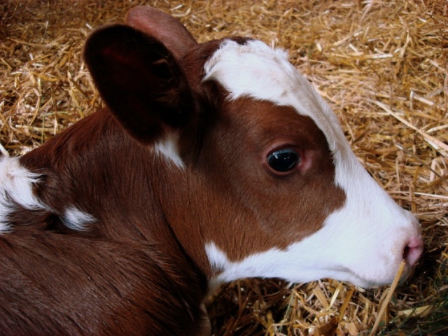 Оценка навоза и состояние кормления коров