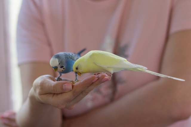 Чем кормить волнистых попугаев в домашних условиях, кормление