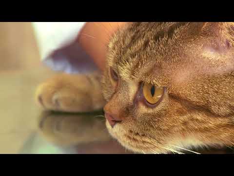 Видео о Компании АВЗ - Как дать кошке суспензию от глистов