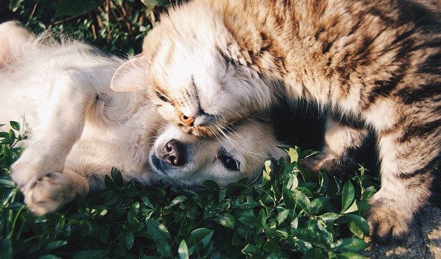 Коронавирус у кошек и собак