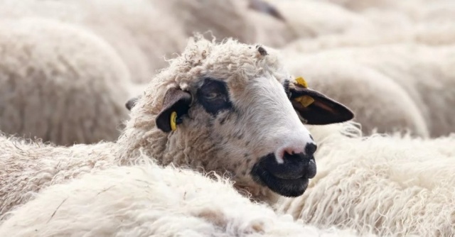 Глисты у овец: признаки, лечение, средства, препараты