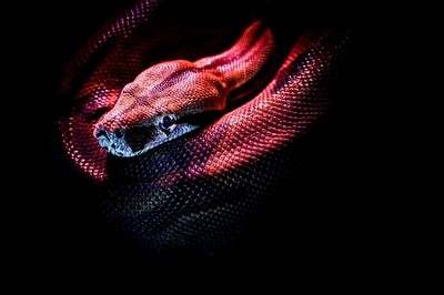Наиболее частые болезни змей