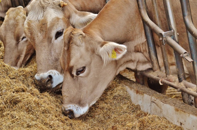 Энергетики для коров: зачем они и особенности кормления