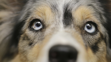 Как правильно ухаживать за глазами собаки