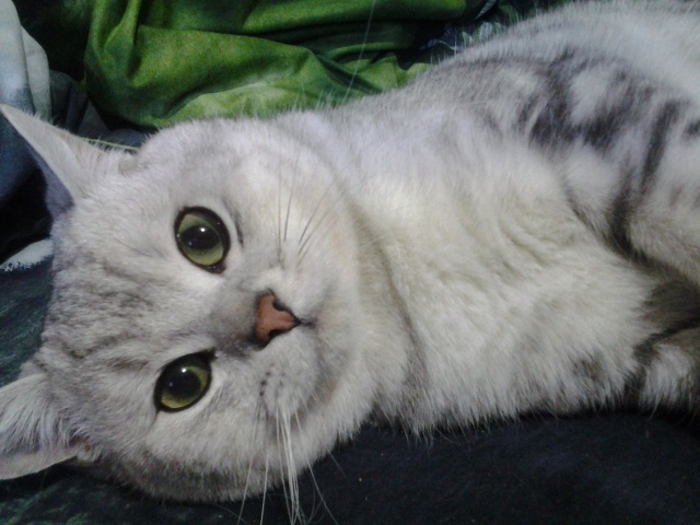 Чихание и насморк у кошек: причины, симптомы и лечение простуды