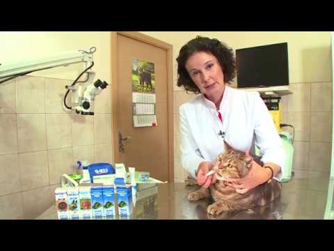 Видео о Компании АВЗ - Как закапать глазные капли кошке