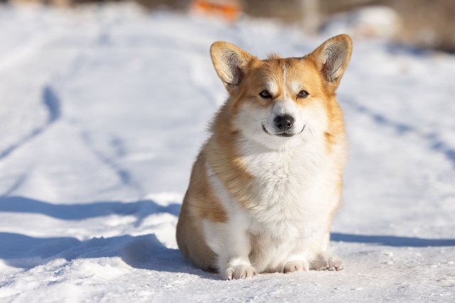 Опасны ли для собак клещи зимой и как защитить питомца?