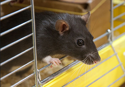 Советы по содержанию крыс