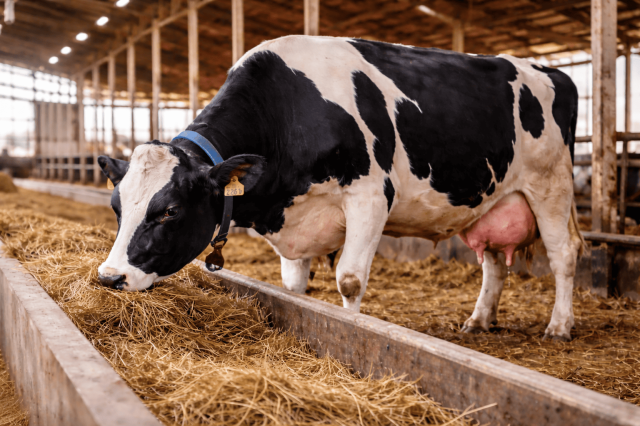 Мастит у коров: симптомы, причины и эффективное лечение