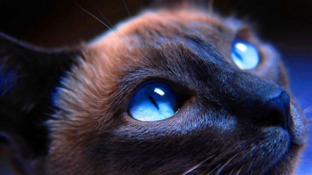 Особенности структуры глаз кошек
