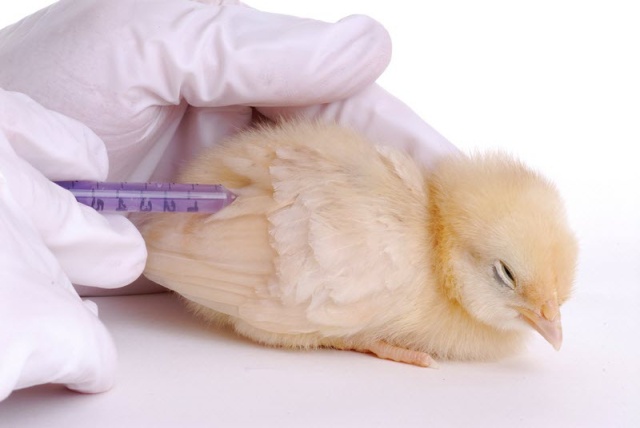 Вакцинация кур: какие делать прививки?