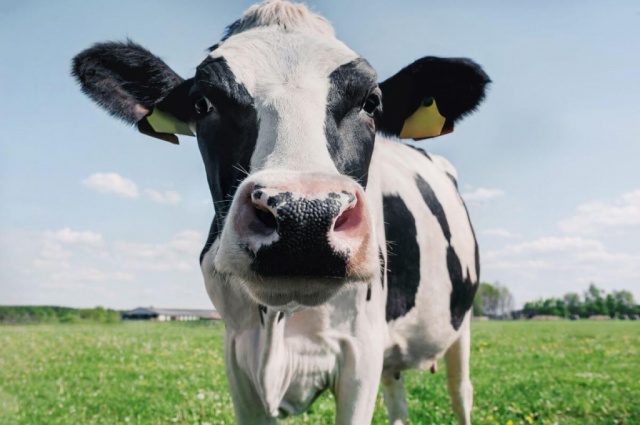 Чем лечить кетоз у коровы