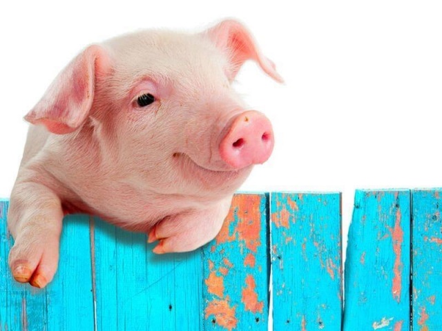 Дизентерия свиней: формы и симптомы