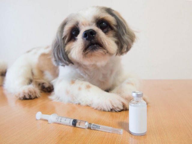 Противогрибковые препараты для собак
