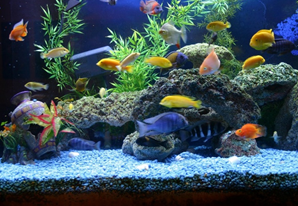Сколько рыб можно посадить в аквариум
