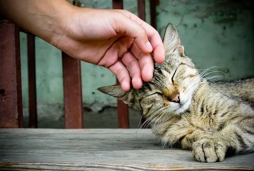 Капли кошке при течке: успокоительные средства, лекарства во время течки