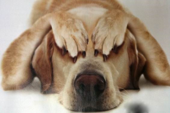 Стресс у собак. Каковы признаки и как помочь питомцу?