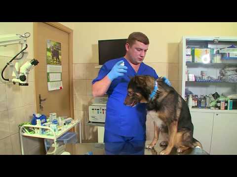 Видео о Компании АВЗ - Как сделать уколы собаке
