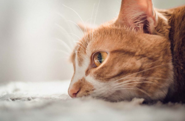 Саркоптоз у кошек и собак: симптомы, пути заражения и лечение