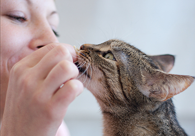 Как лечить акне у кошек: 14 шагов (с иллюстрациями)