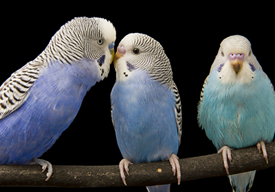 Как научить разговаривать волнистых попугайчиков