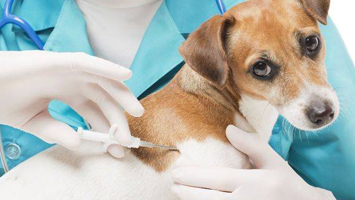 Вакцинация щенков ротвейлера и профилактика от глистов