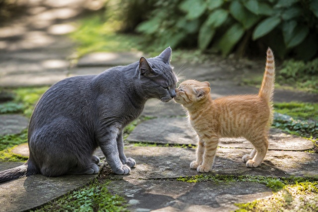 Витамины для беременных и кормящих кошек