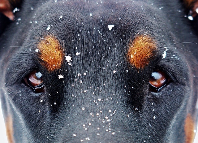 Что делать, если собаке в глаз попало инородное тело