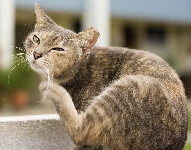 Причины чесотки у кошек: причины, признаки, лечение
