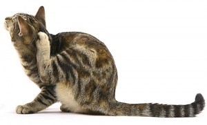 Симптомы и лечение заболеваний, вызываемых чесоточными клещами у кошек