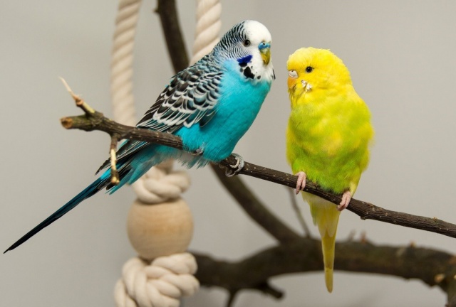 Размножение волнистых попугаев | Статья АВЗ