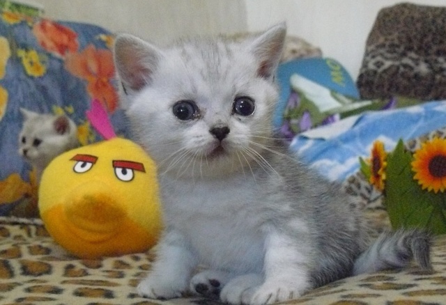 Что делать, если у котенка гноятся глаза