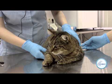 Видео о Компании АВЗ - Как подстричь когти коту / кошке