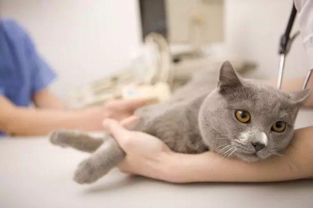 Спазмолитики для кошек – какие препараты применять?