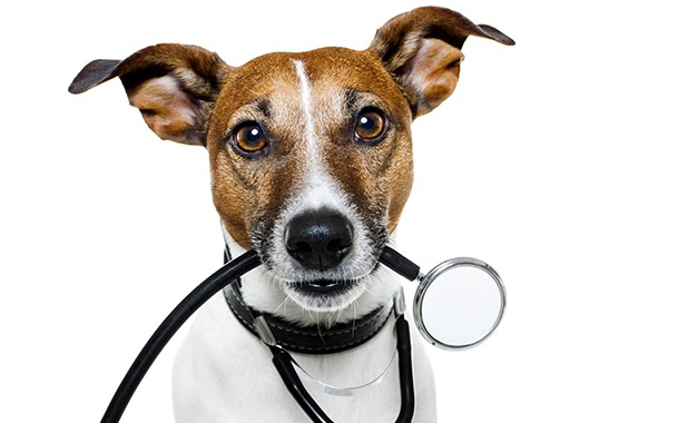 Кожные заболевания у собак: фото, лечение и симптомы
