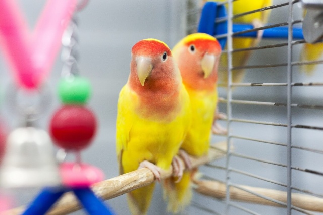 Опасные места для попугая за пределами клетки