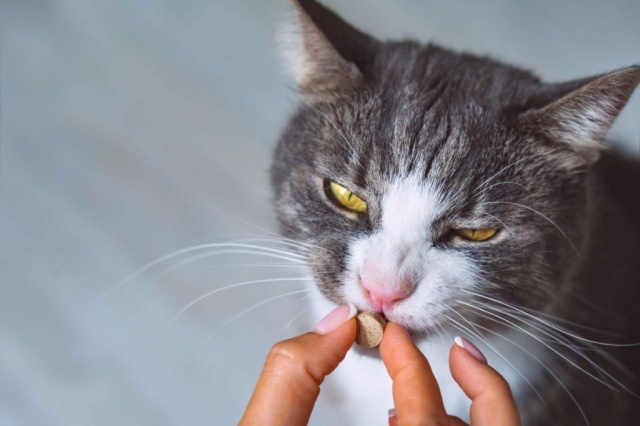 Витамины для взрослых кошек
