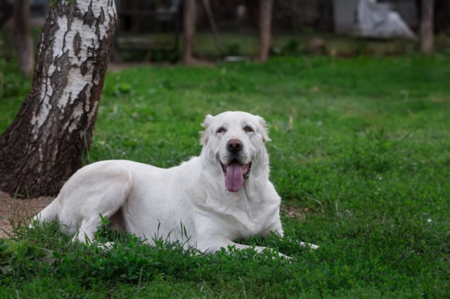 Собака на даче: правила содержания и уход в летний сезон