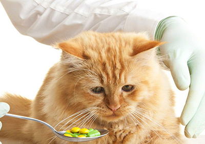 Как дать кошке таблетки