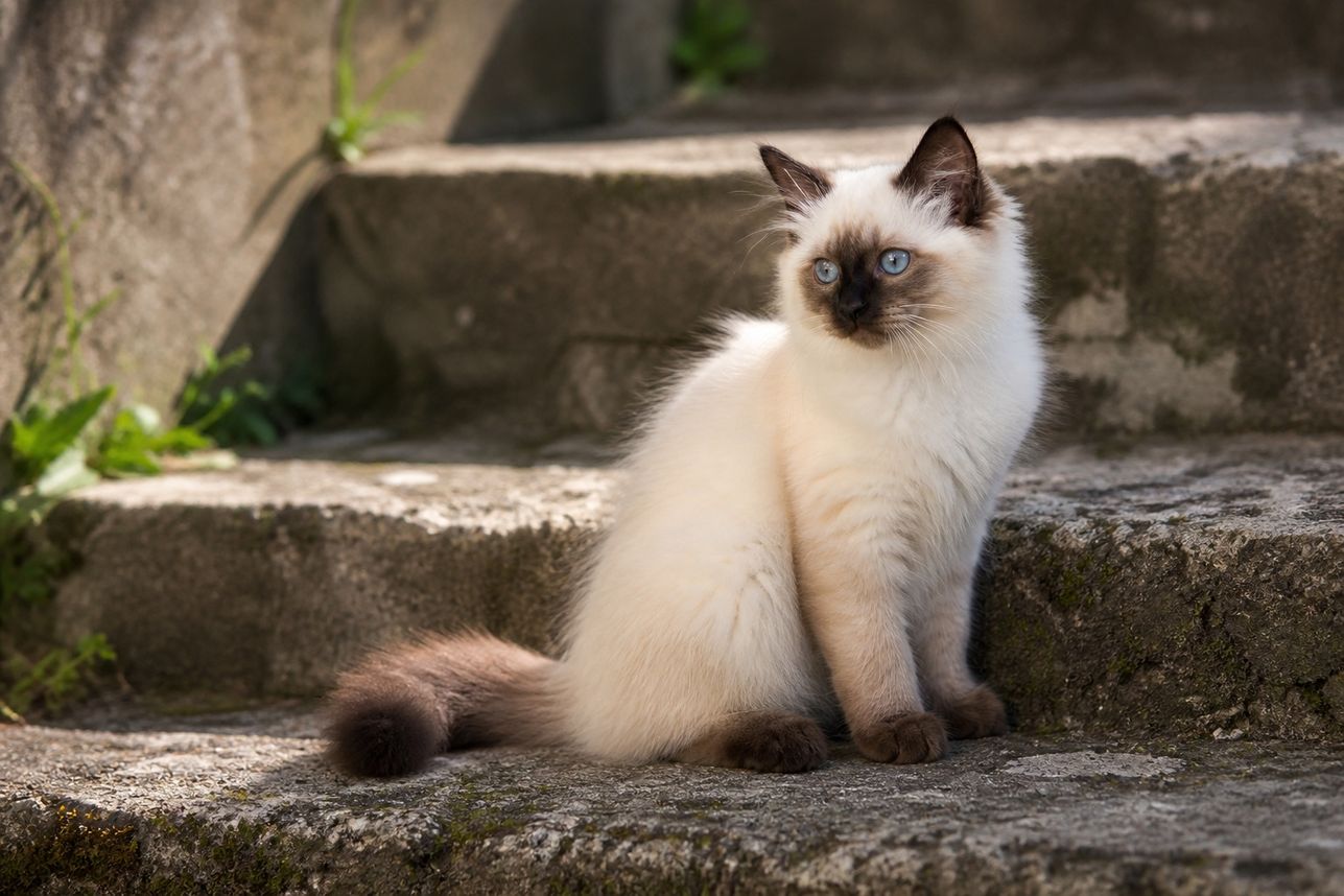 Кошка
