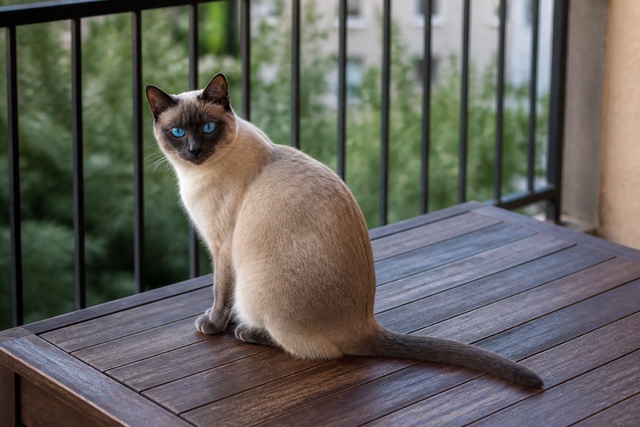 Кошка сиамская