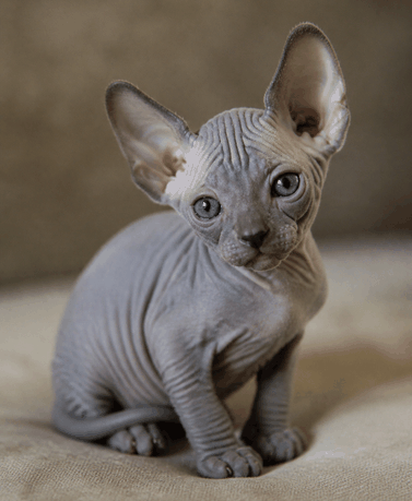 kitty3.png