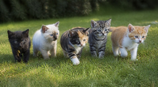 Котята