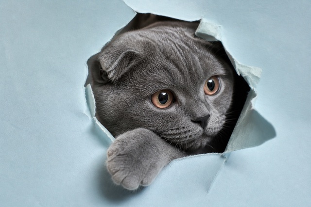 Кошка