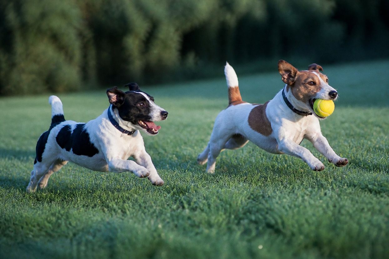 dog6.jpg