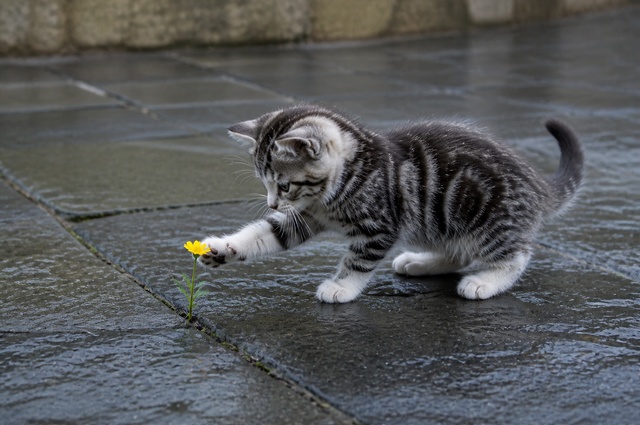 Котенок