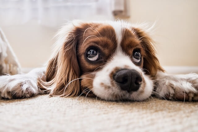 У собаки гноятся глаза – почему и чем лечить?